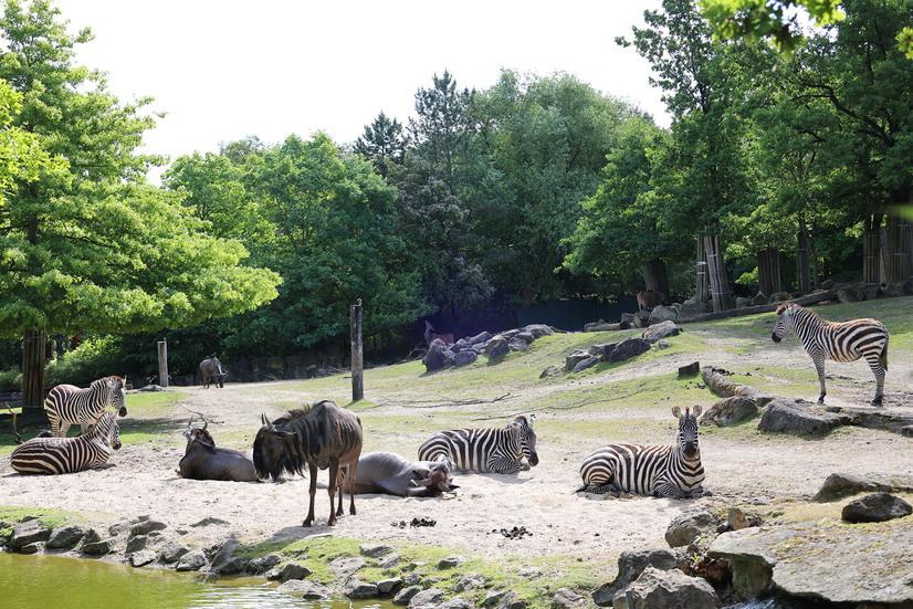 Zebras und Streifengnus auf der Afrika-Savanne des Allwetterzoos