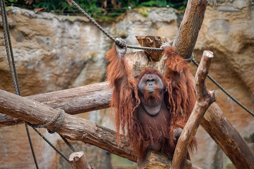 Ein Orang-Utan klettert an einem Seil über einen Ast