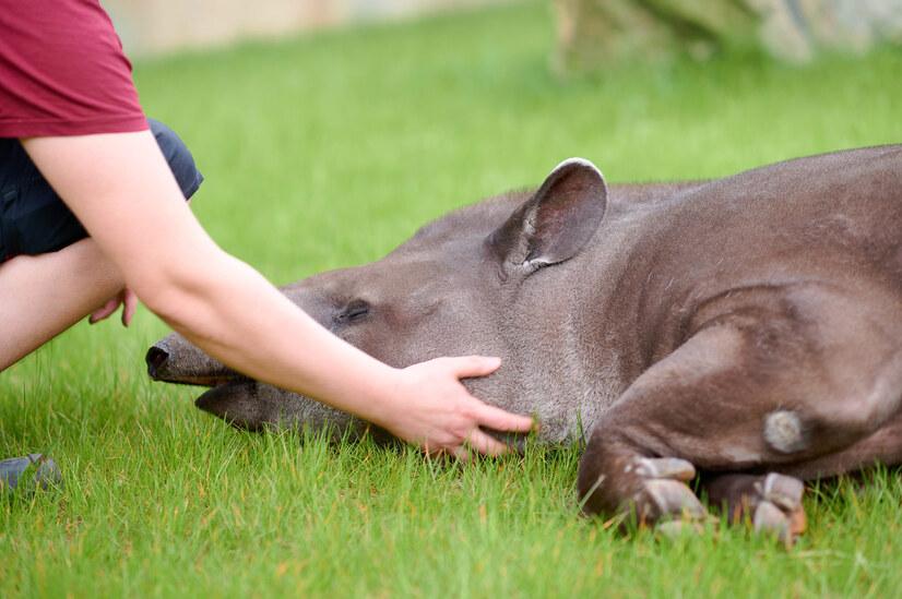Ein Tierpfleger krault einen Flachlandtapir am Hals