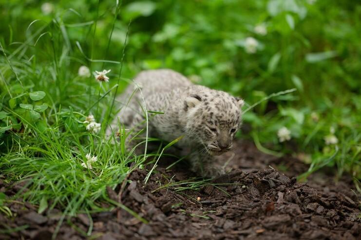 Leoparden Jungtier Juli 2025