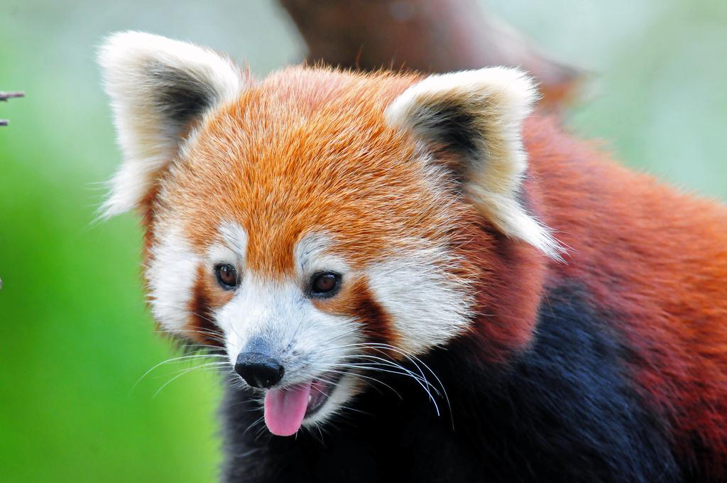 Roter Panda - WWF Junior