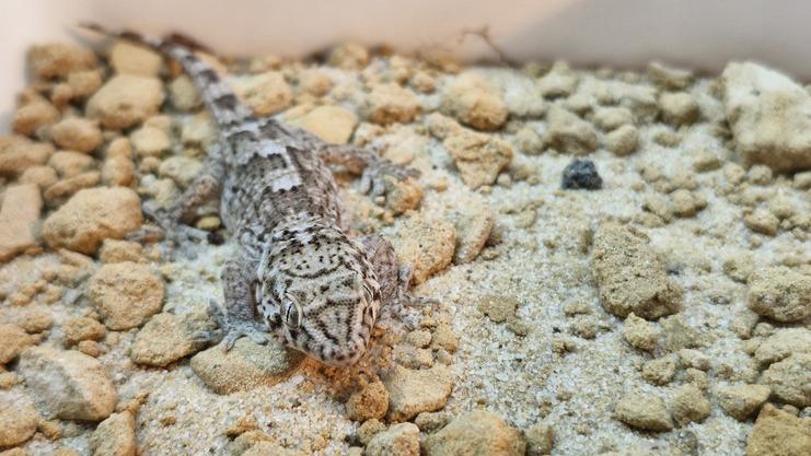 Im Allwetterzoo schlüpften am 23. Juli 2025 hinter den Kulissen des Artenschutz Campus zwei Jungtiere des Kapverden-Riesengeckos. Im Allwetterzoo schlüpften am 23. Juli 2025 hinter den Kulissen des Artenschutz Campus zwei Jungtiere des Kapverden-Riesengeckos.