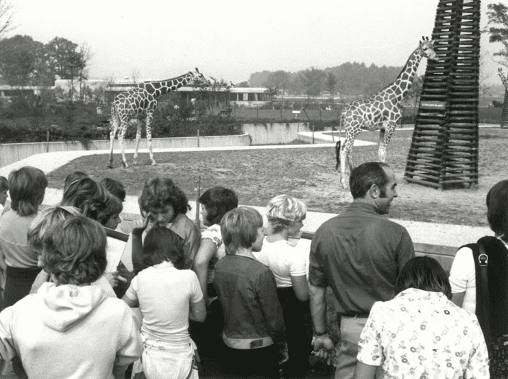 Eine Menschentraube steht im Eröffnungsjahr vor dem Giraffengehege im Allwetterzoo. Eine Menschentraube steht im Eröffnungsjahr vor dem Giraffengehege im Allwetterzoo.
