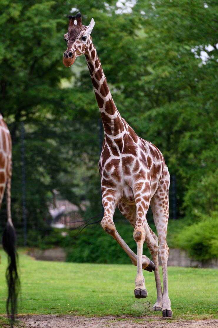 Giraffenkuh Nala auf der Anlage im Allwetterzoo Giraffenkuh Nala auf der Anlage im Allwetterzoo