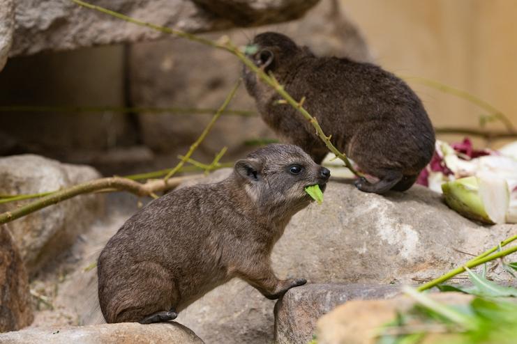 Nachwuchs bei den Kap-Klippschliefern Ein junger Kap-Klippschliefer hockt auf einem Felsen und frisst ein Blatt
