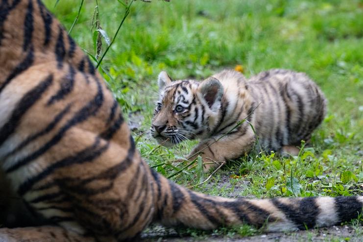 Kleiner Tiger schleicht sich an Tigerjungtier in geduckter Haltung